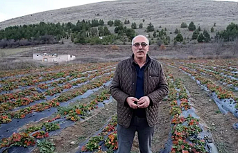 Tokat’ın Zile Çileği Yok Satıyor!