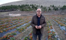 Tokat’ın Zile Çileği Yok Satıyor!