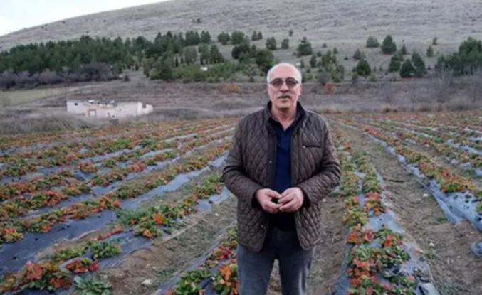 Tokat’ın Zile Çileği Yok Satıyor!